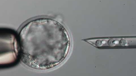 Blastocyst Microinjection