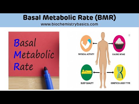 Video: Hvad Er Basal Metabolisk Rate?