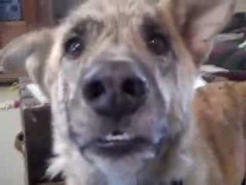 Talking dog about food - YouTube