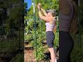 EASY TOMATO TRELLIS Perfect for the Spring Garden! #springgarden #gardening #homesteadgarden #garden