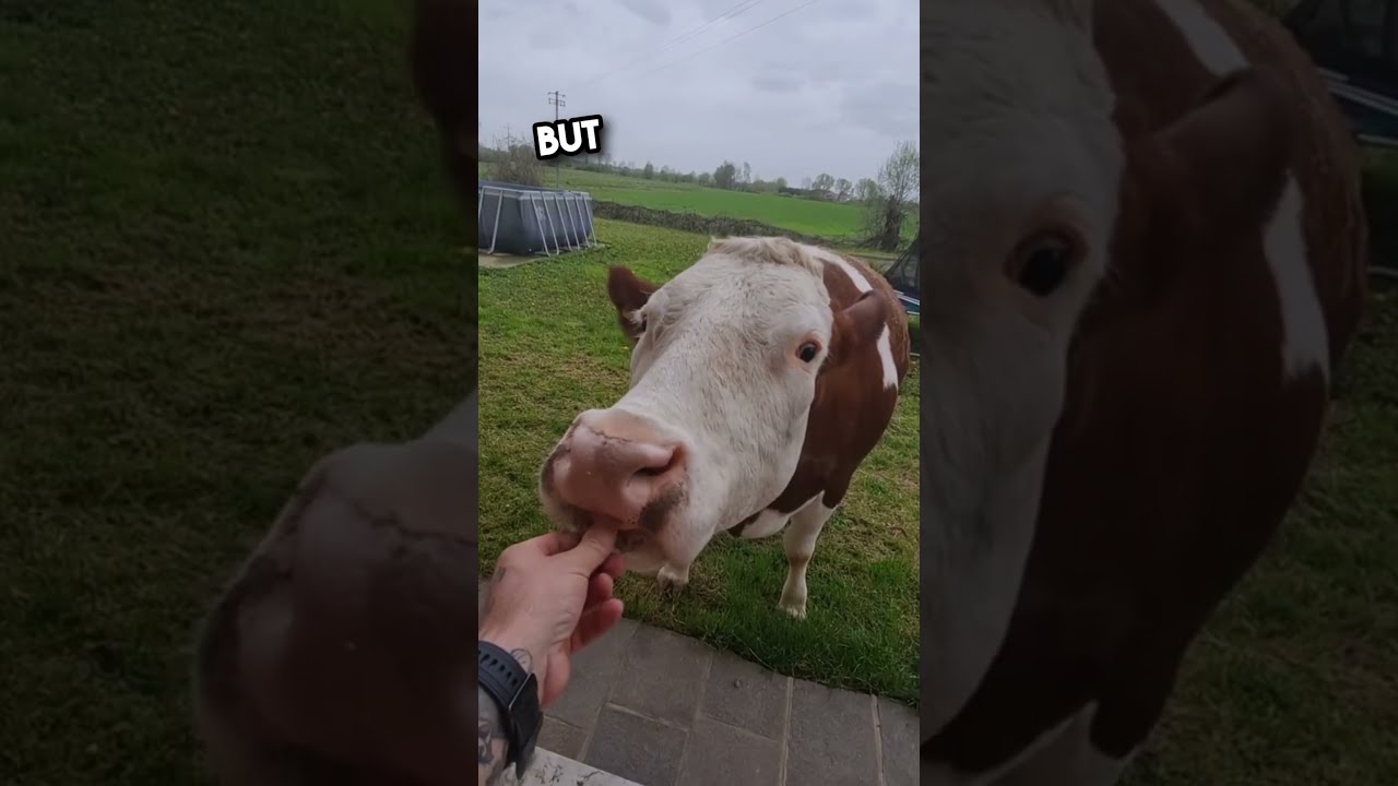 The Most Polite Cow Ever Shorts