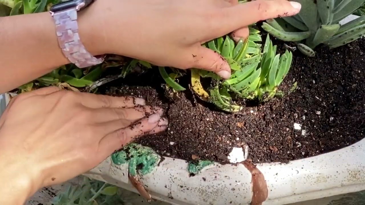 Beautiful birdbath succulent arrangement