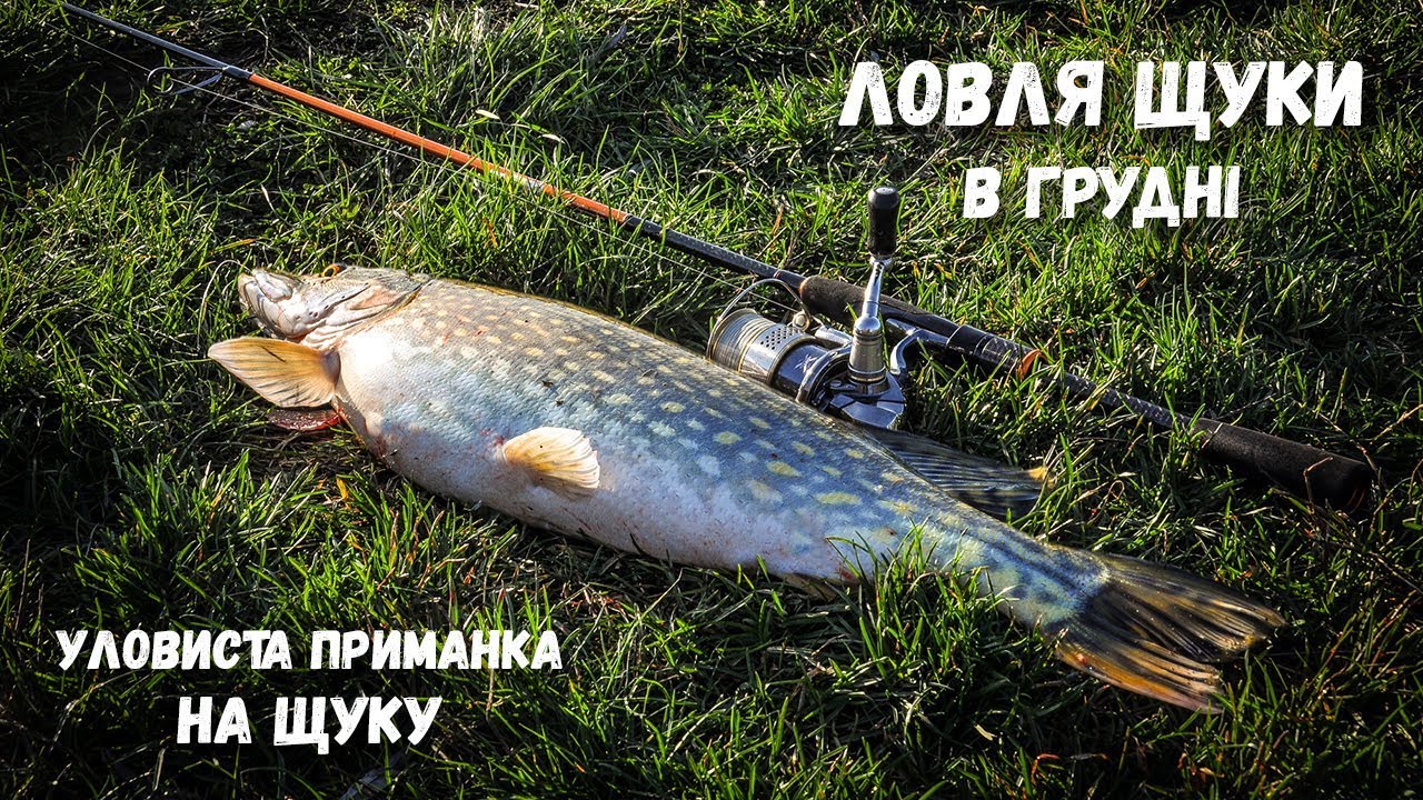 Ловля щуки на оке