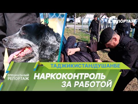 Как собаки ищут наркотики? Поиск и обнаружение запрещенных веществ в Таджикистане