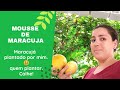 Mousse de maracujá|a fruta sem agrotóxicos e com muita Polpa