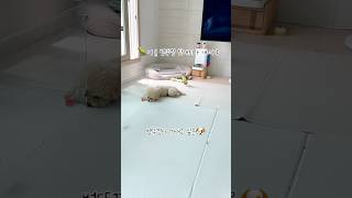 오늘은 또 얼마나 귀여운거야??? #강아지 #애견영상 #귀여운 #반려견 #반려동물 #동물키우기 #강아지키우기#푸들#펫#pet#cute#앵무새#카이큐앵무새