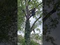 ###pruning #tree