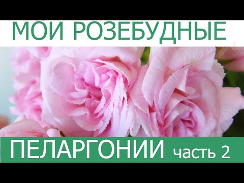 ПРОДОЛЖАЕМ НАСЛАЖДАТЬСЯ! МОИ РОЗЕБУДНЫЕ ПЕЛАРГОНИИ ПО СОРТАМ. Часть 2.