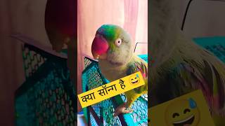 क्या सॉन्ग है😅 #parrot #parrotsinging #talkingparrot #funny #mitthu #birds #fantasticparrot