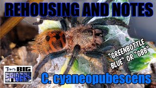 C.  cyaneopubescens 'GBB' Rehouse and Tips