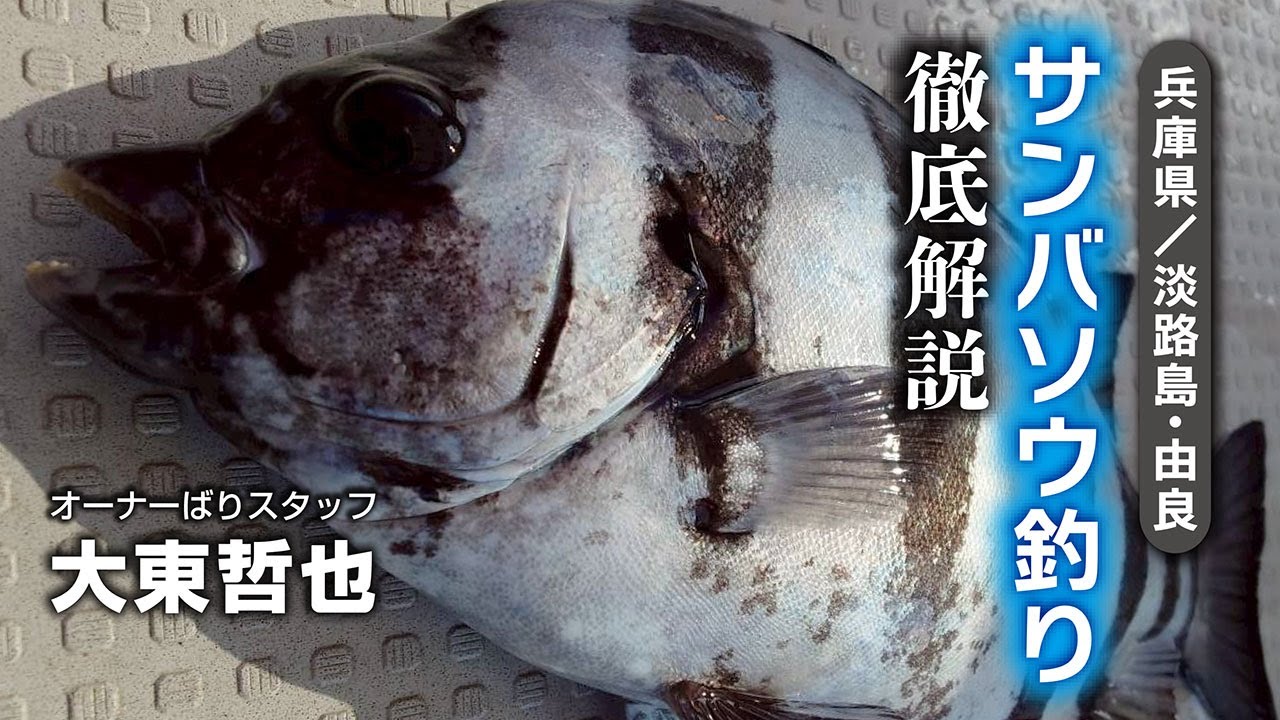 サンバソウ釣り徹底解説/兵庫県淡路島由良