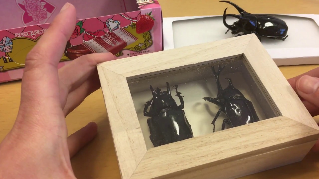 マニキュア昆虫標本！？ママがカブトムシの標本を作ったよ - YouTube