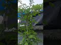 Bel ka poudha|| #trending #viral #gardeningaasaanhai #ytshorts #shorts #shortvideo #trendingshorts
