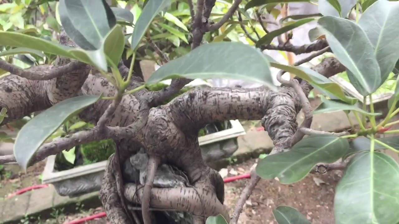 Cây túc bonsai - YouTube