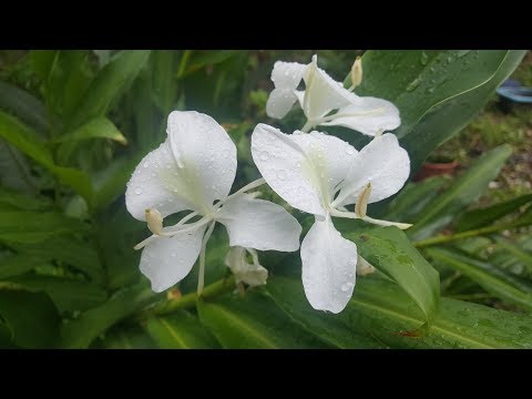 Video: Cocinar Pan De Jengibre De Mariposa