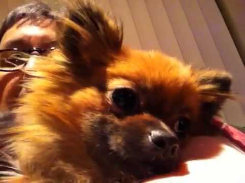 Video: Cavapom