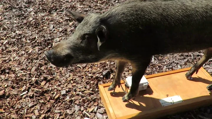 Robotic Decoys Outfits Feral Hog of Florida, Georgia to Lure Poaching Road Hunters! Savannah Nationa
