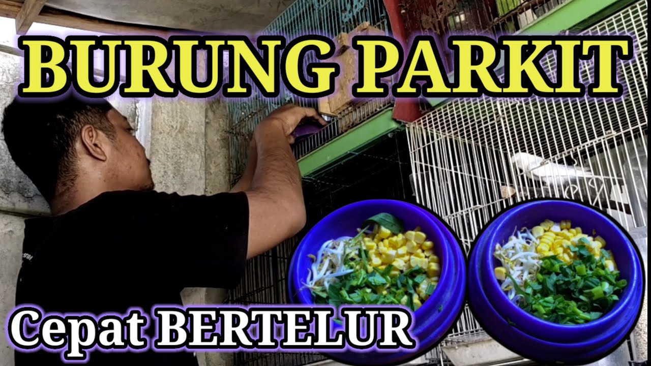 Tips Supaya Burung Parkit Cepat Berjodoh dan Bertelur 