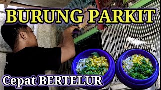 Tips Supaya Burung Parkit Cepat Berjodoh dan Bertelur #ternakburungparkit #burungparkit