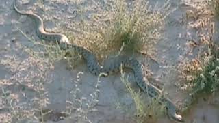 Опасная змея гюрза в Мангистау