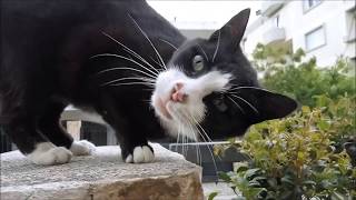 Gantia, the talkative cat by Ellinikoscat 474 views 6 years ago 5 minutes, 12 seconds