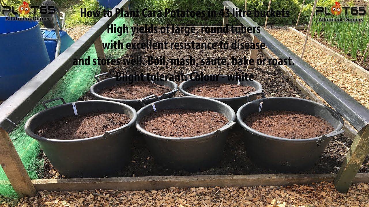 How to Plant Cara Seed Potatoes in Five 43 litre Buckets - YouTube