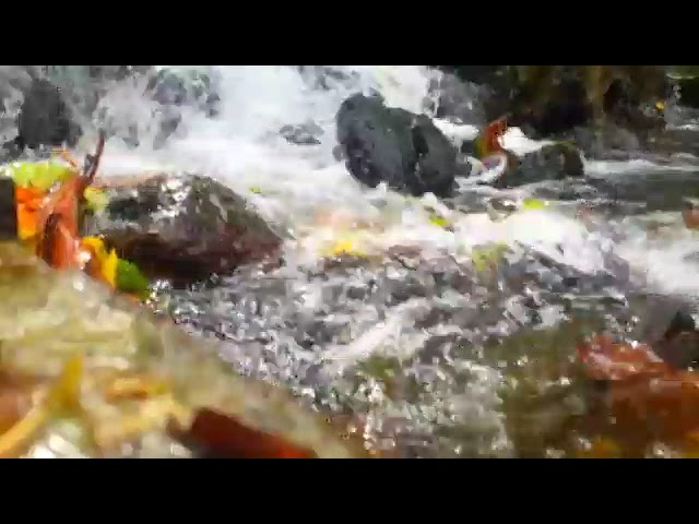 suara air mengalir di hutan untuk terapi ketenangan dan pikiran,suasana alami asri dari dalam hutan class=