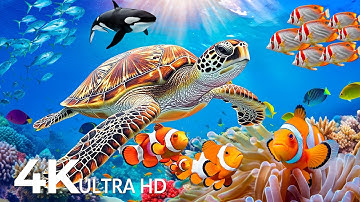 Dive Into the Mesmerizing Underwater Realm - Marvel at Sea Animal in The Best 4K UHD Aquarium #73