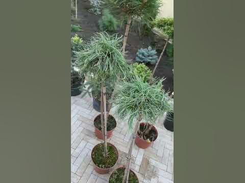 🌲Хвойные растения на штамбе | часть 1 | Telegram: https://t.me/love_is ...