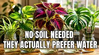 9 Indoor Plants That Prefer Water Over Dirt