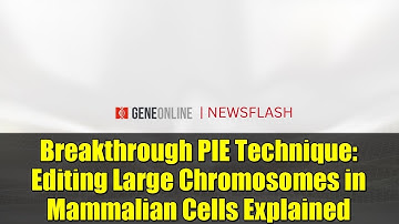 Breakthrough PIE Technique: Editing Large Chromosomes in Mammalian Cells Explained