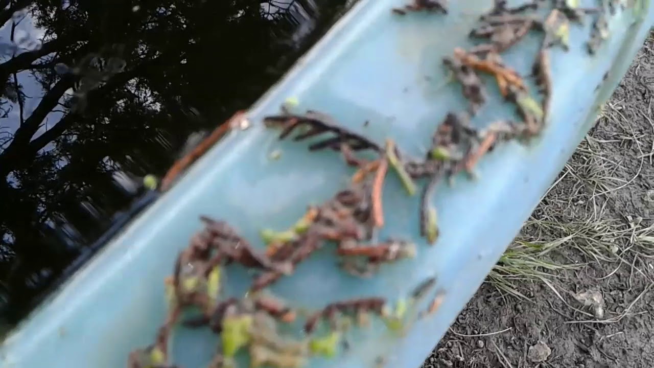 buckshot The Duckweed is Growing, But Will It Survive the Hurricane?