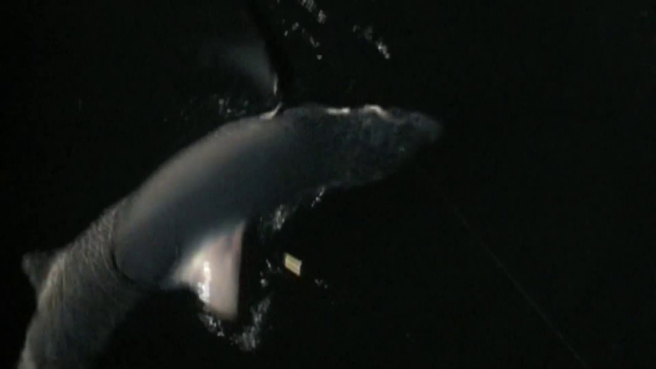 track deep blue shark track deep blue shark