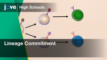 Lineage Commitment | Cell Bio | Video Textbooks - Preview