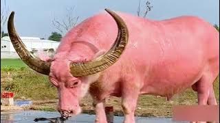 KERBAU PINK TERBESAR DI DUNIA