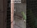 talking parrot mitthu the speak in urdu hindi beautiful green ring neck funny and so cute 🥰