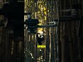 Pandas: ¡Rastreo Con Drones! 🐼