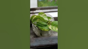 Thumbnail of 💟 #edit #lovemusic #nature #plants #cute#fyp #foryou #love #song #music