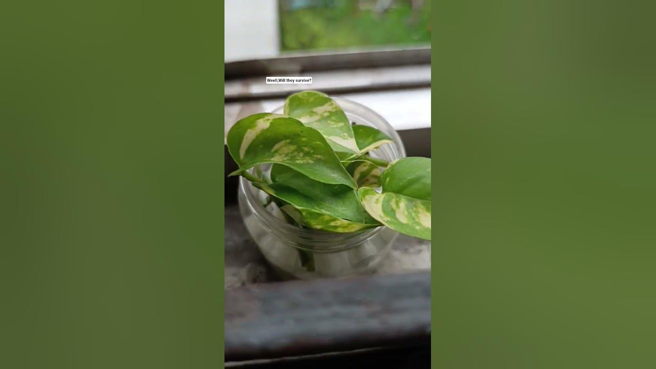 π #edit #lovemusic #nature #plants #cute#fyp #foryou #love #song #music π #edit #lovemusic #nature #plants #cute#fyp #foryou #love #song #music