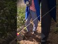 simple trick for spraying anti-pest leaves on tomato plants #shorts #farming #care