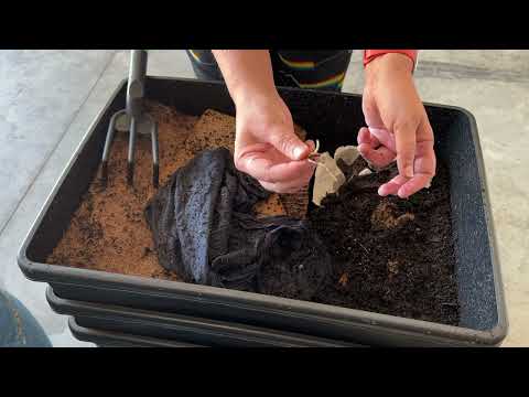 Feeding Compost Worms a Banana Peel