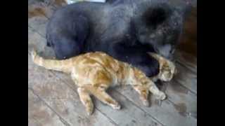 Russian cat against bear - Русский кот против медведя! Russian cat against bear - Русский кот против медведя!