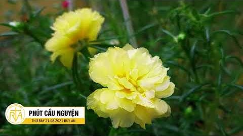 Phút Cầu Nguyện, Thứ Bảy 21/08/2021: Tình Chúa Trong Đời