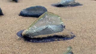 Unusual sea creatures wash ashore