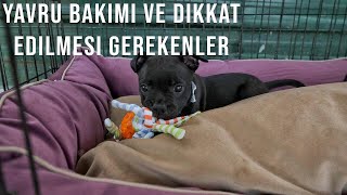 EVDE YAVRU BAKIMI.(Staffordshire Bull Terrier) #yavrubakım #yavruköpek #staffy