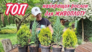 видео: ТОП найкращіх рослин для ЖИВОПЛОТУ. картинка: ТОП найкращіх рослин для ЖИВОПЛОТУ.