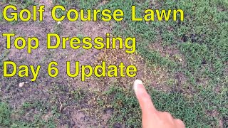 GOLF COURSE LAWN Care- 6 Days AFTER TOP DRESSING