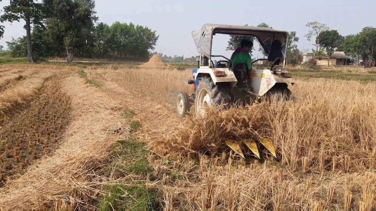 Rice cutting machine in Nepal ( paddy harvesting machine ) YouTube