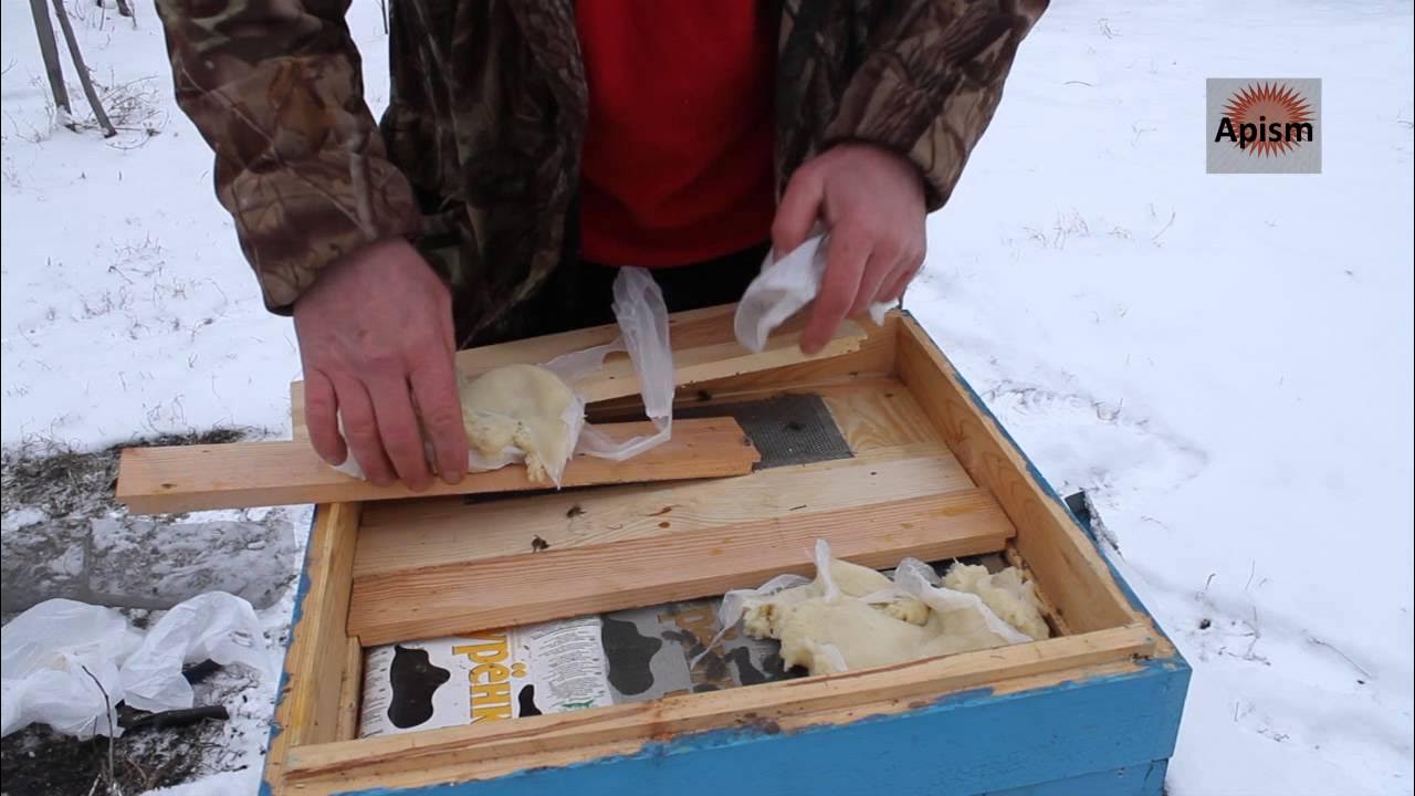 Сироп для подкормки пчел. Канди подкормка для пчел. Когда кормить пчел на зиму. Когда кормить пчел на зиму. Зимняя подкормка пчел.