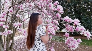 Enjoying Saucer Magnolia in Georgia | Tran DTV